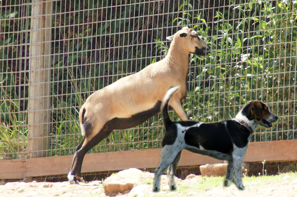 Why the Dog and the Goat matters | Bobbi Ann Johnson Holmes